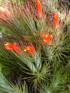 Tillandsia Funkiana