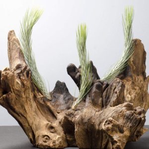 Tillandsia Funkiana