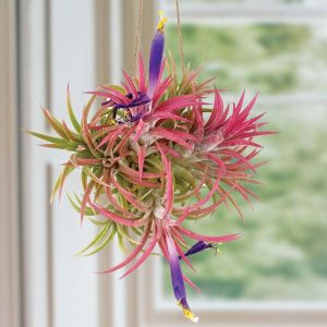 Tillandsia Ionantha