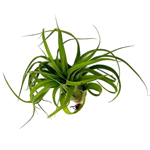 Tillandsia Streptophylla