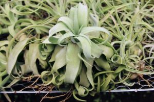 Tillandsia Streptophyll