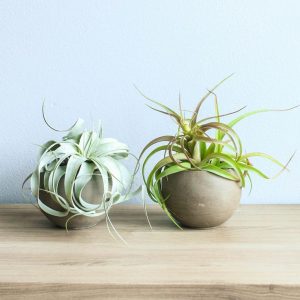 Tillandsia Xerographica