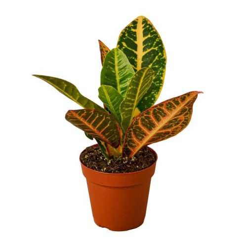 Variety Pack Croton