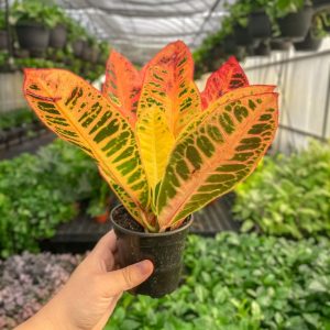 Variety Pack Croton