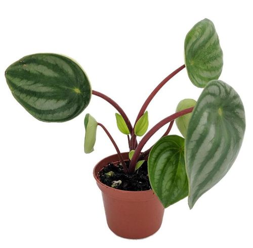 Peperomia Plant Characteristics