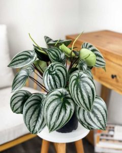 Watermelon Peperomia