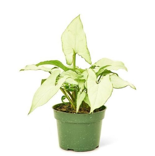 Syngonium White Arrowhead