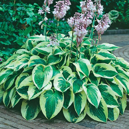 Hosta Brim Cup