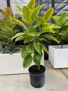 Yellow Gem Ficus.