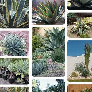  Agave