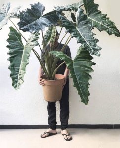 Alocasia Calidora