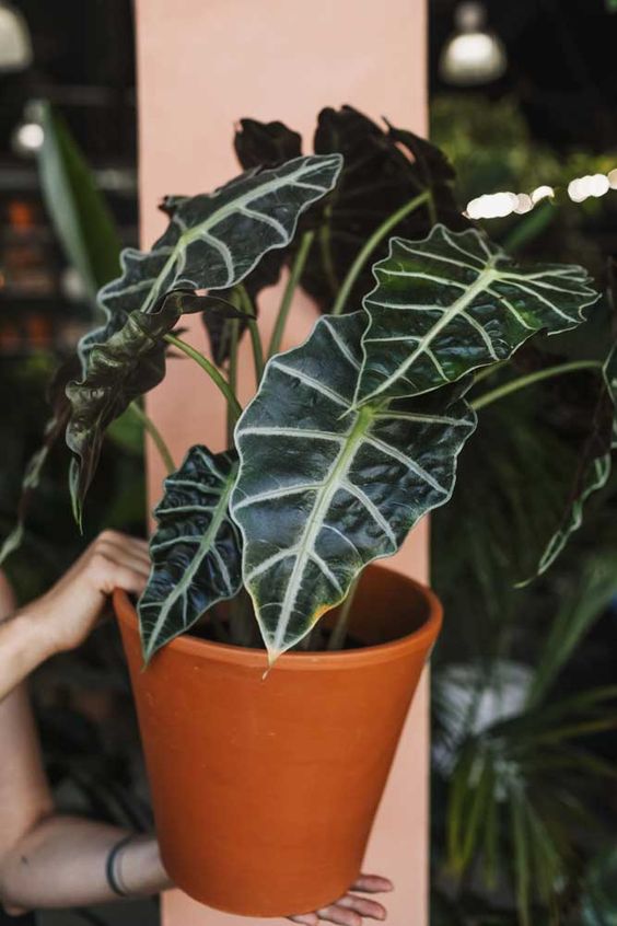 The growth process of Alocasia Calidora