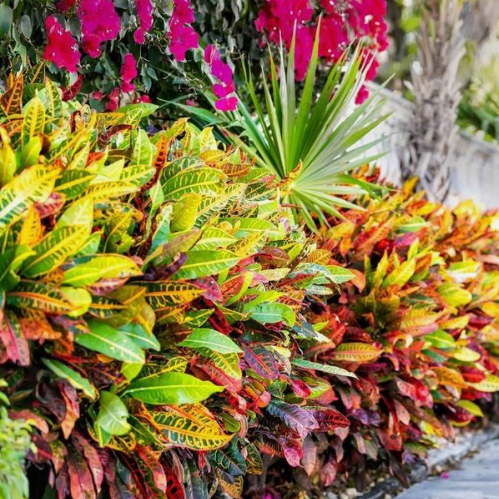 Characteristics and planting care of Bromeliad