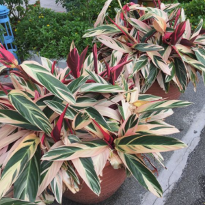 Bromeliad Christmas Bowls