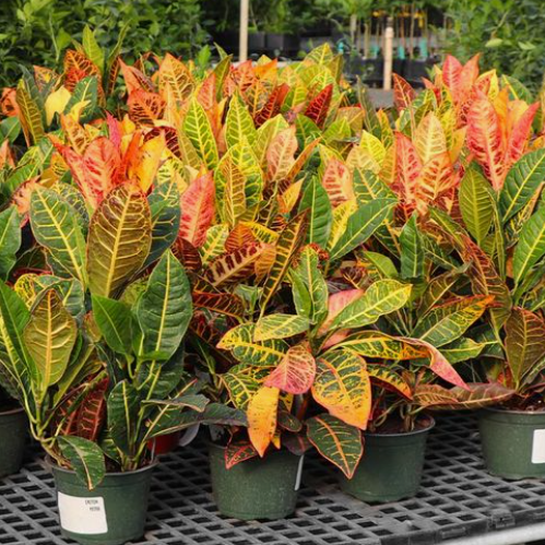 Adaptability of Croton Congo for indoor cultivation