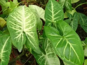 Syngonium White Butterfly