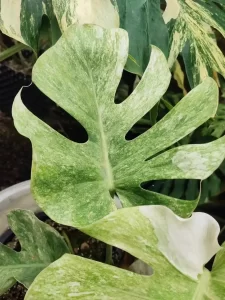 Monstera Thai Constellation