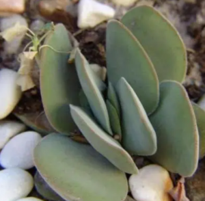 Crassula Dubia