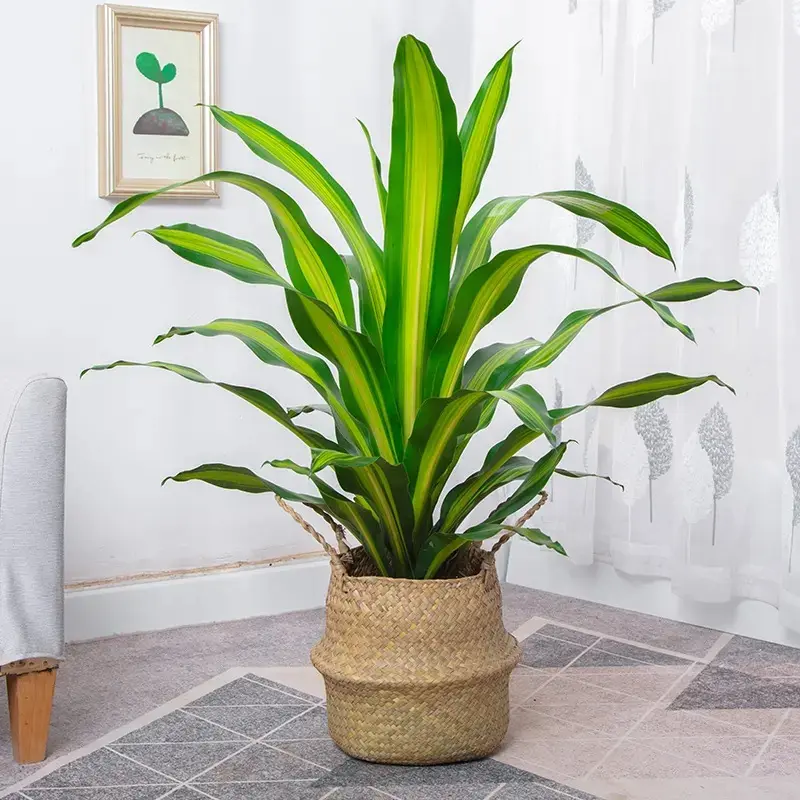 The Art of Caring for Dracaena