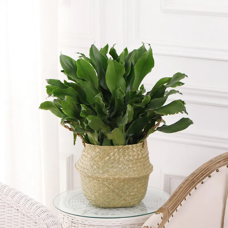 Choosing a flower pot suitable for Dracaena