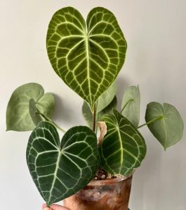 Anthurium Clarinervium