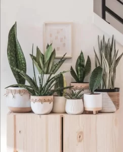 Snake Plant