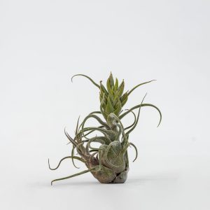 Air Plant Mystery Box