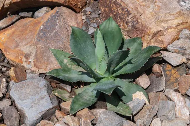 Learn About Agave Plants