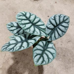 Alocasia