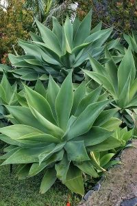 agave plant supplier