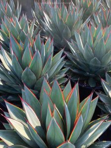 Agave