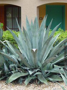 Blue Agave