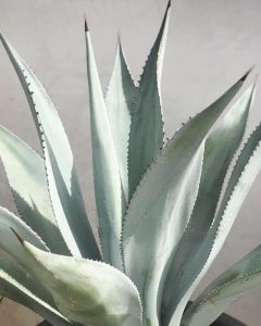 Agave detail