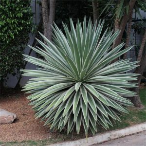 Agave plant