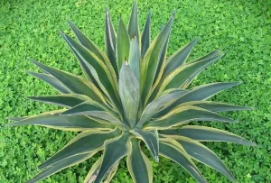 American Century Agave