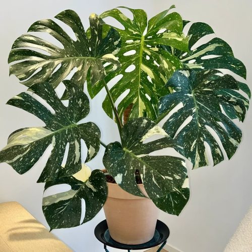 Monstera care: from basics to advanced techniques