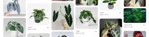 Alocasia