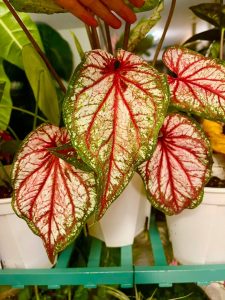 Caladium Pink Blush Hybrid