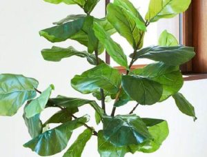 Ficus Altissima Yellow Gem