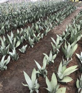 Sansevieria Moonshine