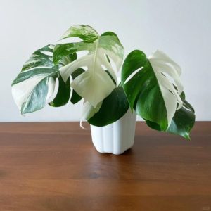 Monstera