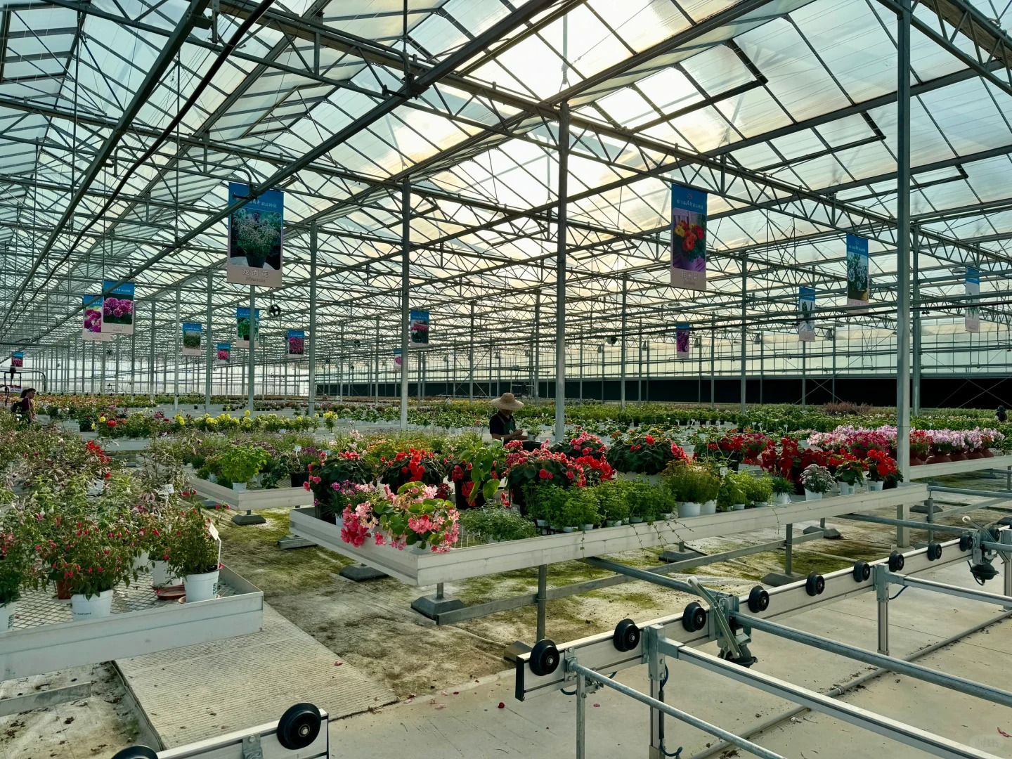 Environmental conditions suitable for the growth of Syngonium