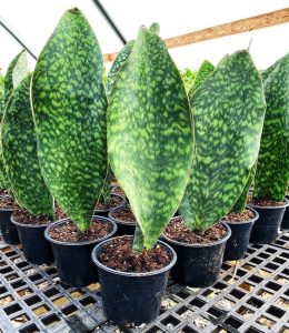 Sansevieria Tigressa Shark Fin