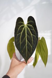 Anthurium 