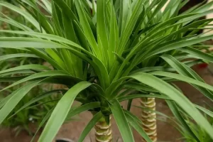 Dracaena Arborea