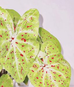 Caladium