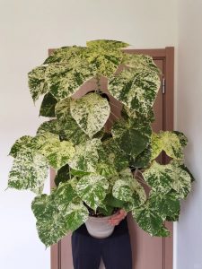 Dieffenbachia