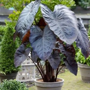 Colocasia esculenta Black Coral